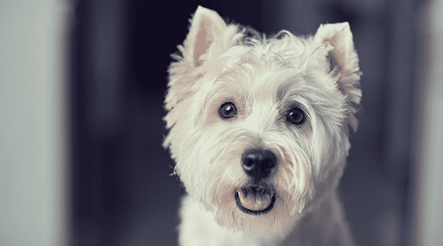 Westie dog face up close smiling
