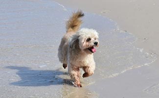 Westiepoo running on beach