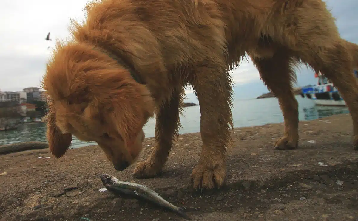 wet retriever dog smelling a dead fish near water