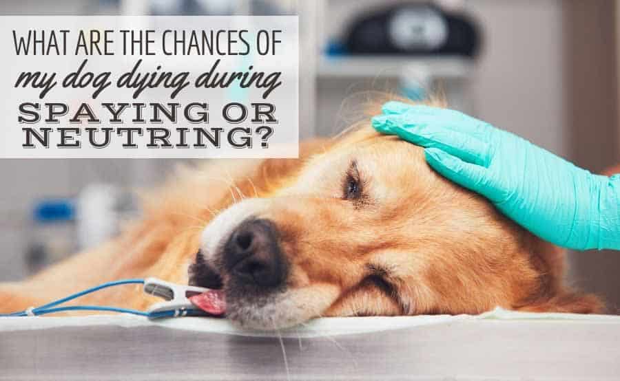 What Are The Chances Of My Dog Dying During Spaying Or Neutering Surgery Caninejournal Com