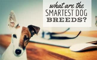 Dog next to computer: What Are The Smartest Dog Breeds?