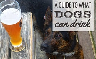 What Can Dogs Drink Besides Water? Fun 