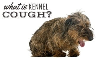 Brown dog coughing (caption: What Is Kennel Cough?)