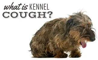 Small wire hair dog coughing (Caption: What Is Kennel Cough?)