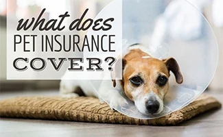 does all state insurance have dog breed restrictions