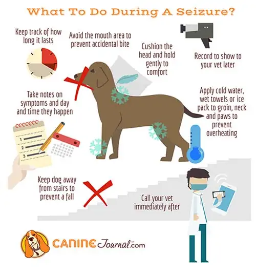 Dog Seizures: Causes, Symptoms, Treatments & Our Personal Experience Dog Seizures: Causes, Symptoms, Treatments & Our Personal Experience