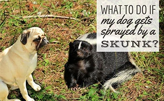 Pug next to skunk (Caption: What Do I Do If My Dog Gets Sprayed By A Skunk)