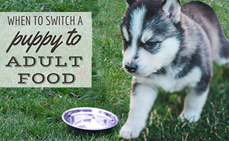 Puppy next to food bowl (caption: When To Switch A Puppy To Adult Food)