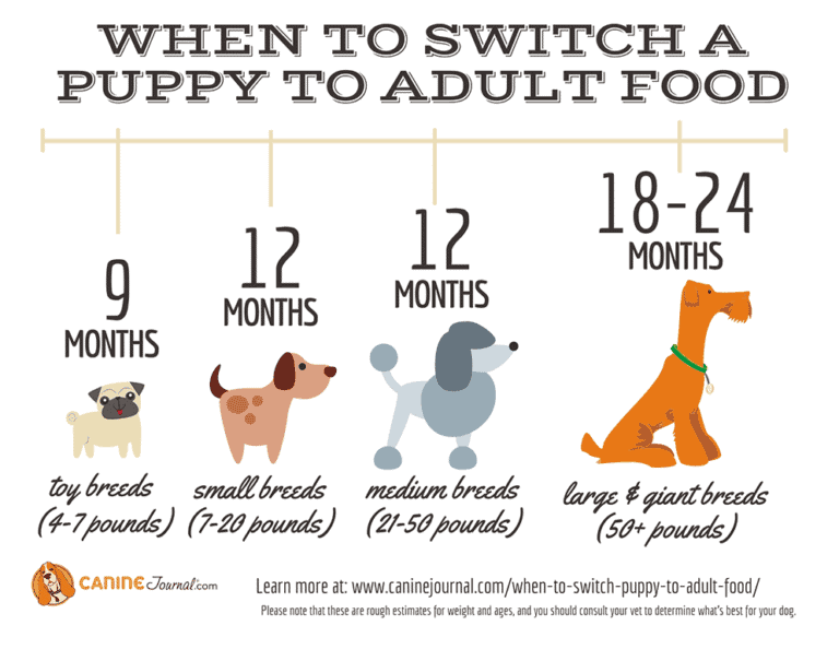 When To Switch A Puppy To Adult Food Canine Journal