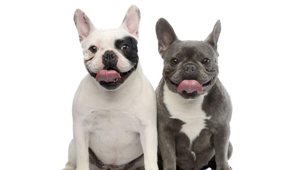 White and grey Frenchies sitting next to each other on a white background.