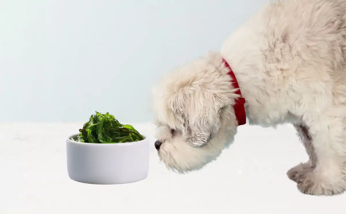 white curly dog sniffing bowl of kelp in a bowl