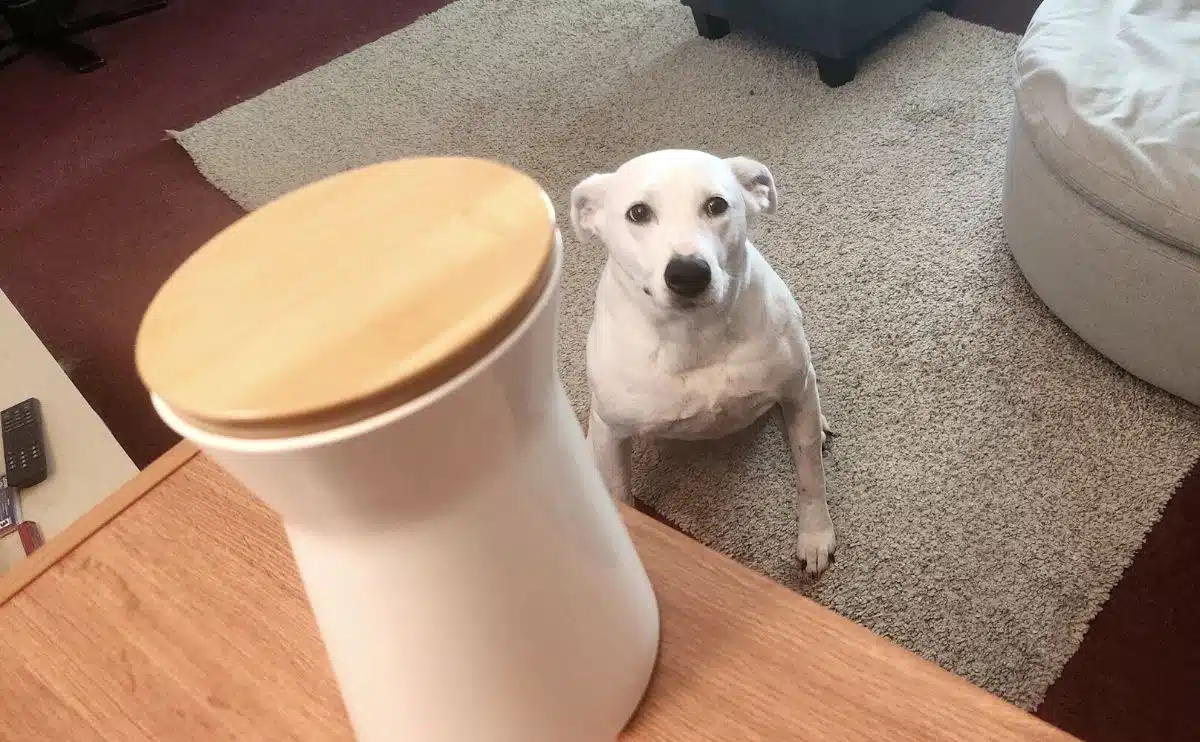 white dog looking up at a furbo