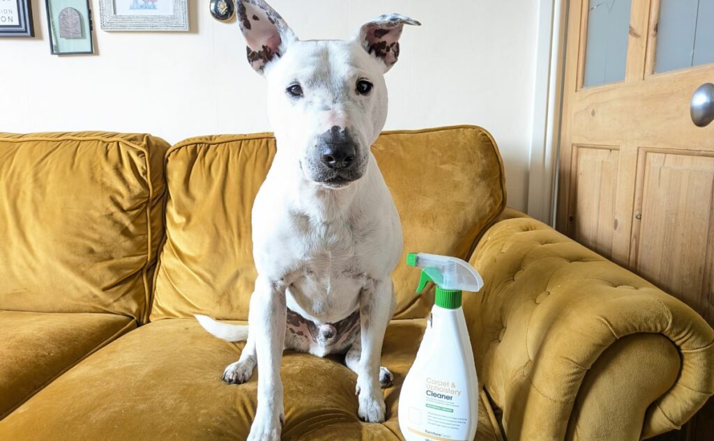 white dog sitting on yellow sofa with cleaner bottle spray jpg
