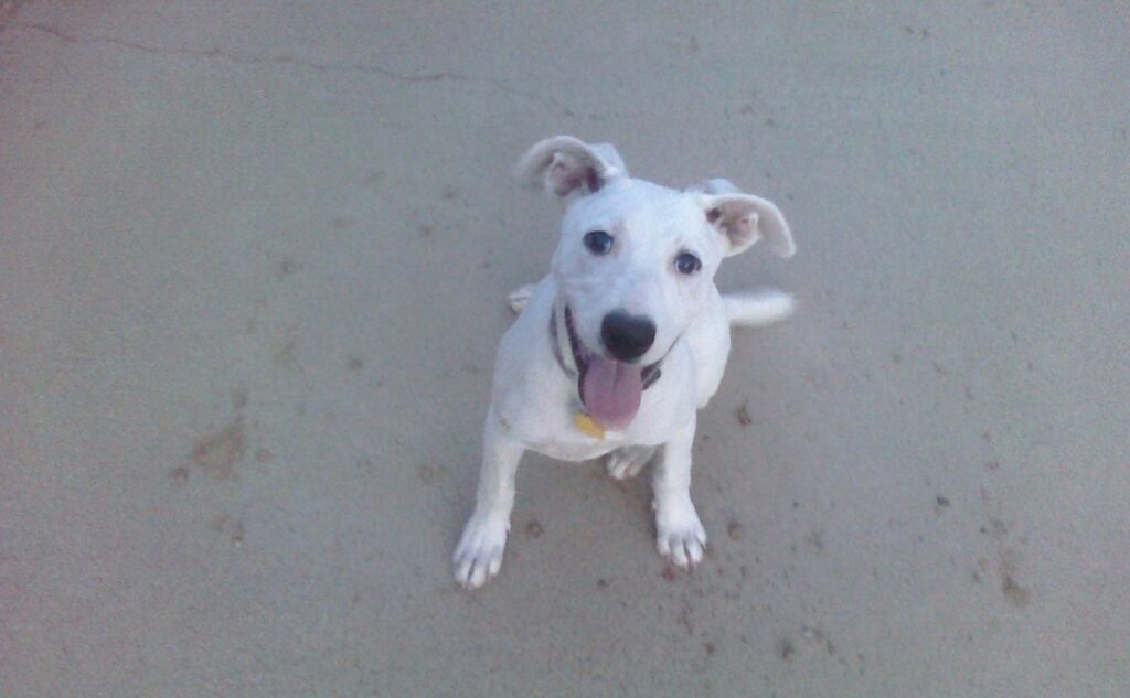 White dog smiling outside.