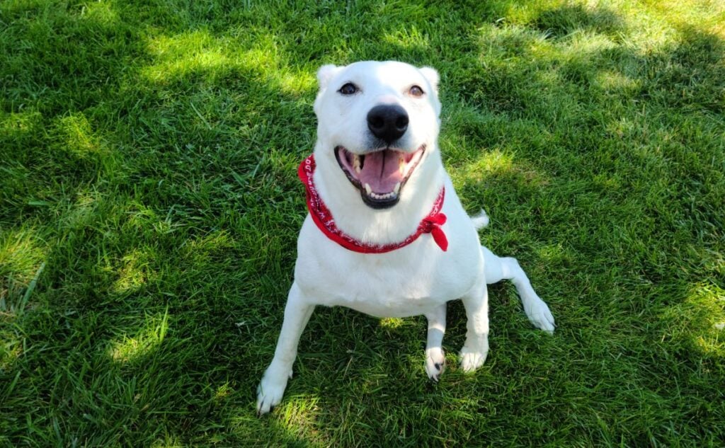 White dog smiling sitting in grass.