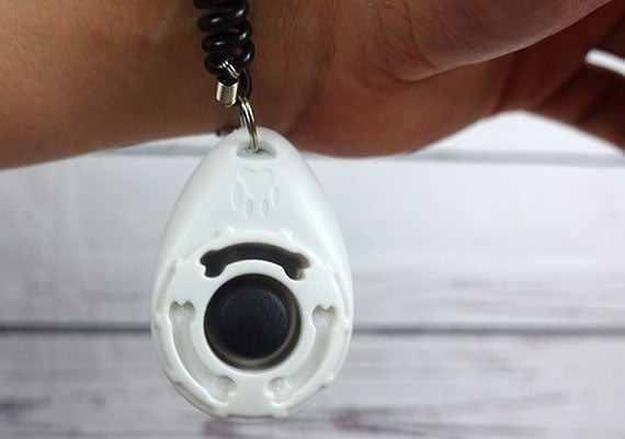 White dog training clicker hanging off wrist by stretchy wrist strap