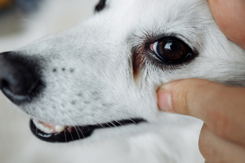 Сonjunctivitis eyes of white dog close-up.