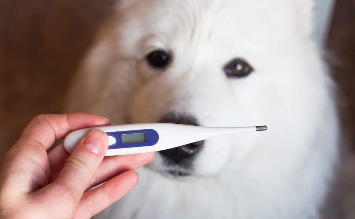 White dog with dog thermometer in face.