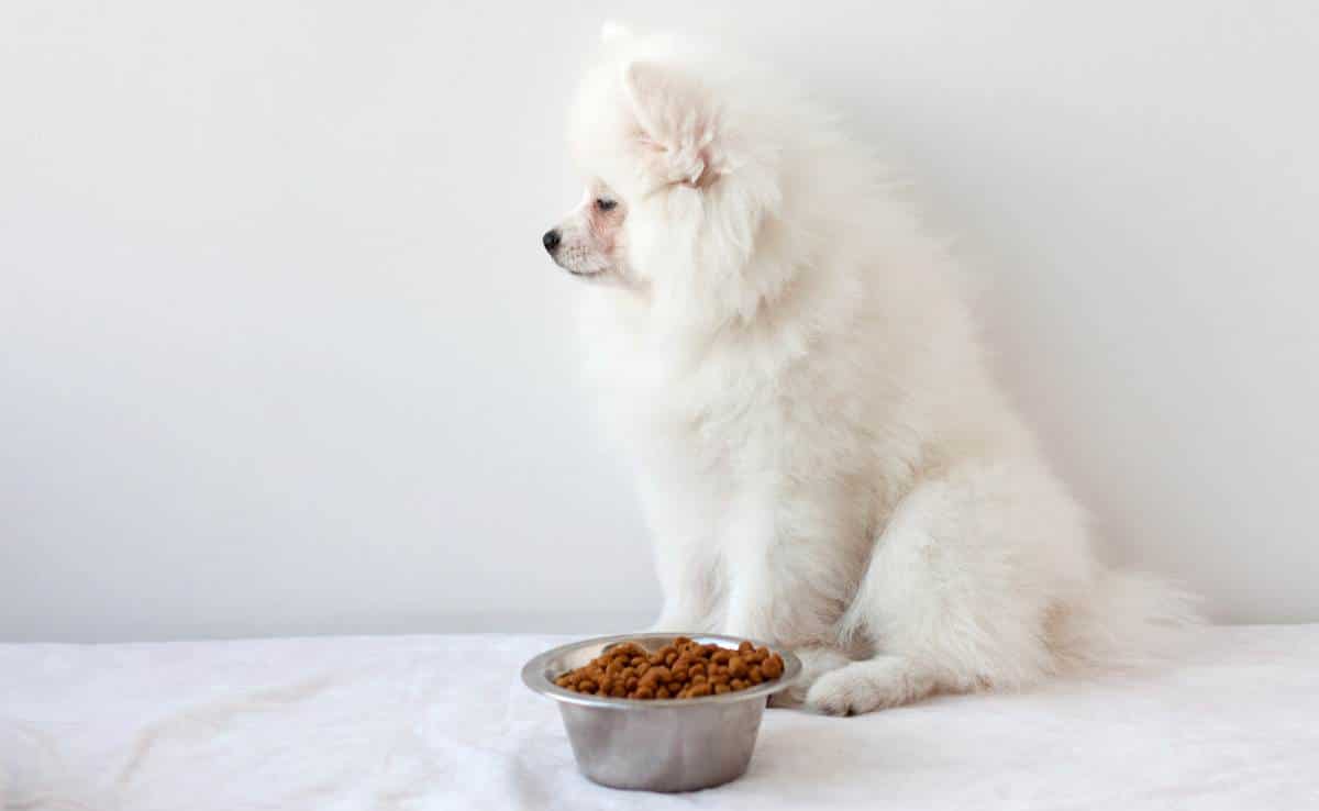 white fluffy Pomeranian puppy sits near an iron bowl of dry food and looks the other way, not eating