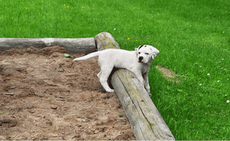 Small white dog playing in sandbox in backyard