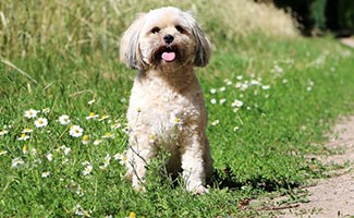 Whoodle sitting in grass