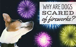 Dog looking at fireworks (caption: Why Are Dogs Scared Of Fireworks?)