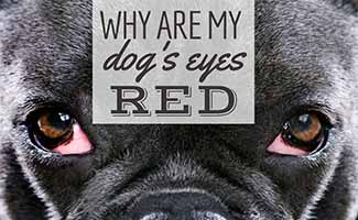 Dog with red eyes (caption: Why Are My Dog's Eyes Red?)