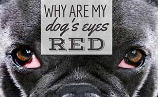 Skyldig nyheder endnu engang Why Are My Dog's Eyes Red Or Bloodshot? Causes (Allergies, Pink Eye, &  More), Symptoms (Discharge, Swelling, Watery, Goopy) & Treatment