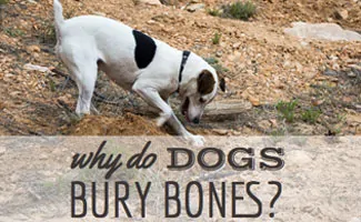 why does a dog bury a bone