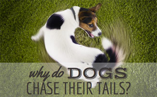 Terrier Chasing its Tail (Caption: Why Do Dogs Chase Their Tails?)