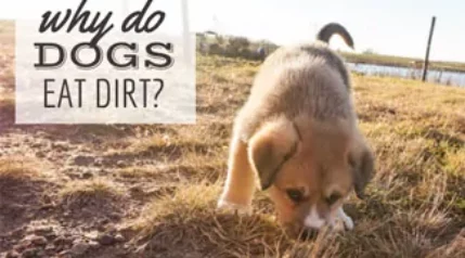 Image showcasing Behavior Archives | Canine Journal