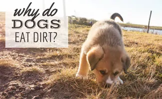 Puppy sniffing dirt (caption: Why do dogs eat dirt?)