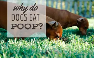 Dogs eating poop (caption: Why Do Dogs Eat Poop?)