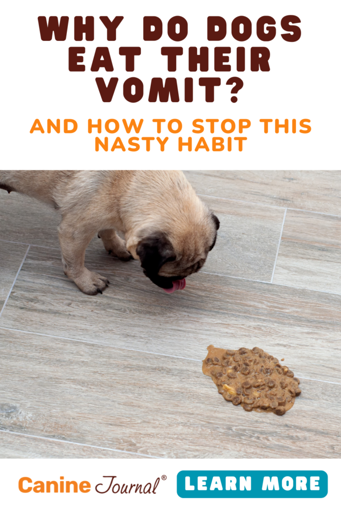 Why Do Dogs Eat Their Vomit? Pin
