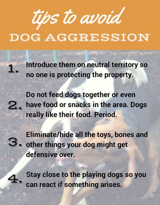 Infographic: Tips to Avoid Dog Aggression