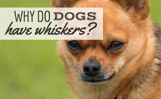 Chihuahua face up close (Caption: Why Do Dogs Have Whiskers?)