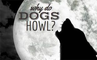puppy howling in crate aggressive tips help your be happy caninejournal puppy howling in crate aggressive tips help your be happy caninejournal