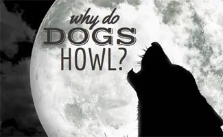 Dog howling at the moon (Caption: Why Do Dogs Howl?)