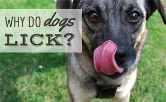 Dog licking its face (Caption: Why Do Dogs Lick?)