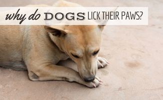 White dog licking paw (Caption: Why Do Dogs Lick Their Paws?)