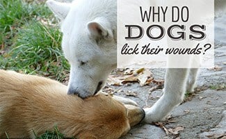 Why do dogs lick your wounds