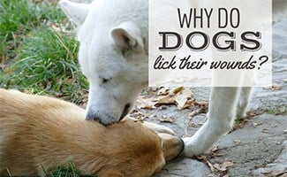 Dog being licked on the ground (caption: Why Do Dogs Lick Their Wounds?)