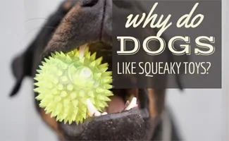 Dog chewing on squeaky toy (Caption: Why Do Dogs Like Squeaky Toys?)