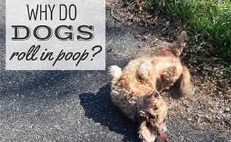 Dog rolling on ground in poop (caption: Why Do Dogs Roll In Poop?)