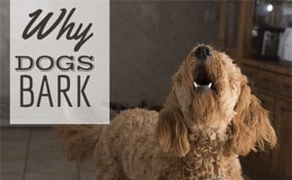 Dog barking (caption: Why Dogs Bark) 