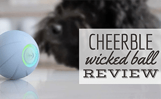 Black doodle on ground next to Blue Wicked Ball SE (Caption: Cheerble Wicked Ball Review)