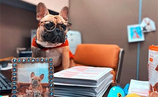 Wilbur Beast French Bulldog at desk