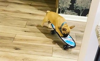 Wilbur Beast French Bulldog on skateboard