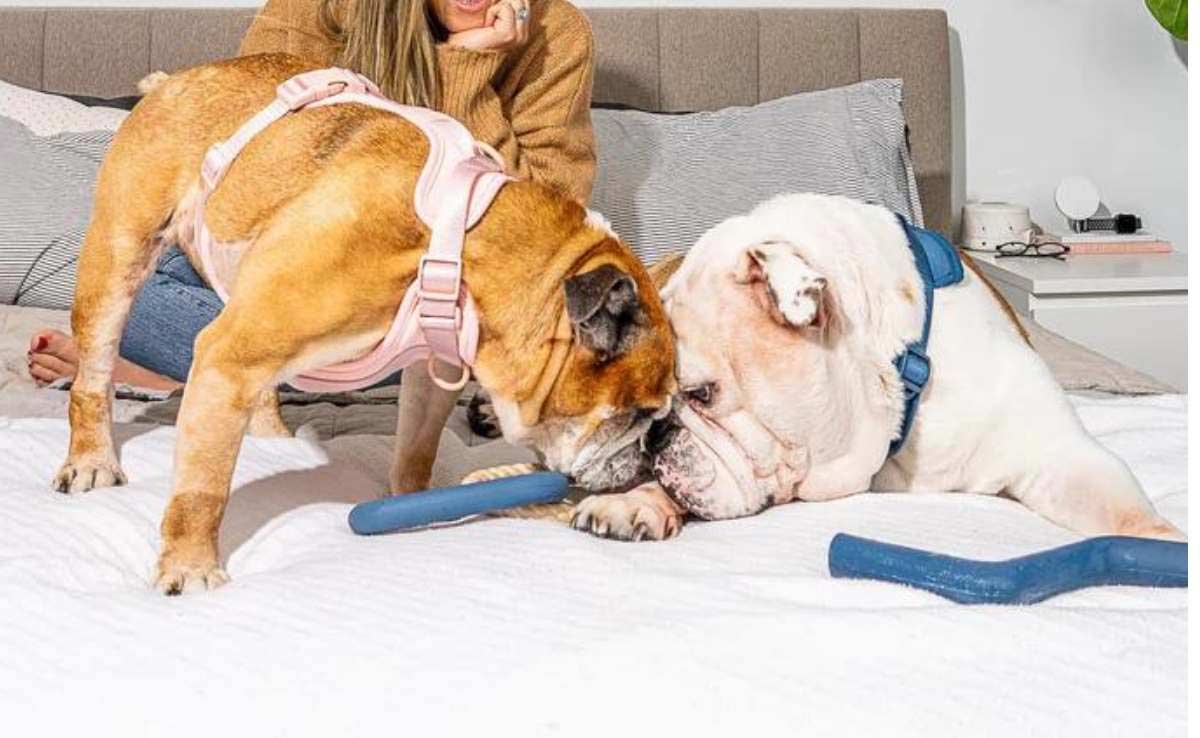 2 English Bulldogs on bed wearing Wild One harnesses playing with toys