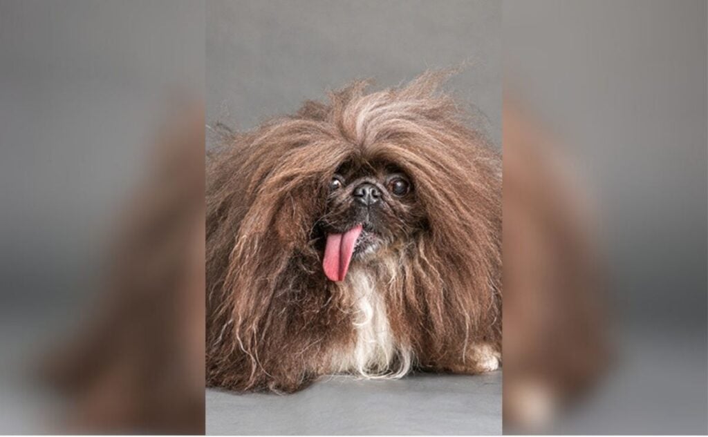 Wild Thing ugliest dog.